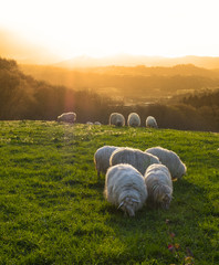 Flock of sheep grazing with the sun at sunset