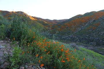 Southern California wildflower Super Bloom Lake Elsinore 