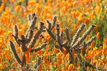 Southern California wildflower Super Bloom Lake Elsinore 
