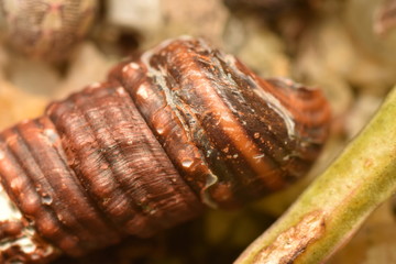 sea snail shell 