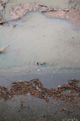 Überschwemmung an Flussufer mit Treibgut und Entenpärchen - Stockfoto