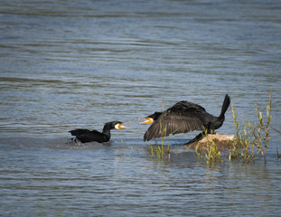 cormorant fighting