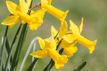 Knallgelbe Narzissenblüten begrüßen den Frühling im Sonnenschein