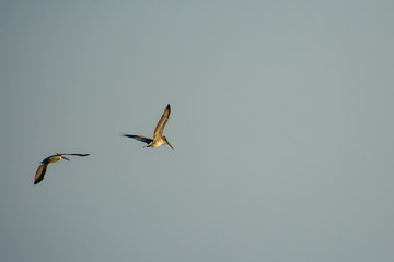 Pelicans flying during golden hour in Florida.
