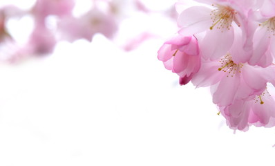 Hintergrund zartrosa Blüten der Zierkirsche - Textfreiraum