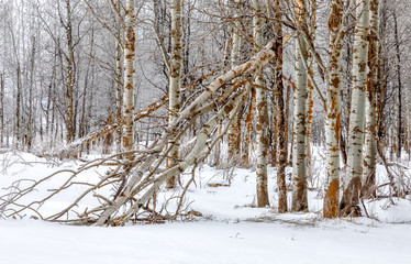 Broken birch tree in forest of birch on a cold winter day