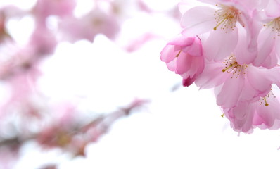Zierkirschen Blüte in Rosa - Hintergrund - Textfreiraum