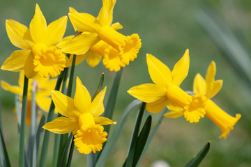 Knallgelbe Narzissenblüten begrüßen den Frühling im Sonnenschein