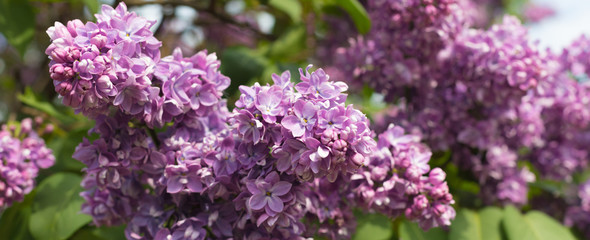 Spring branch of blossoming lilac, banner, postcard concept