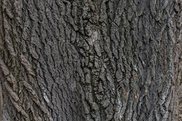 Obraz premium poplar bark tree texture background