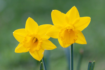 Knallgelbe Narzissenblüten begrüßen den Frühling im Sonnenschein