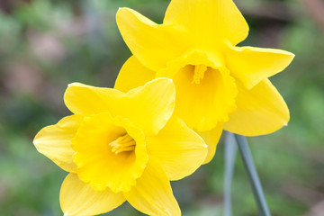 Knallgelbe Narzissenblüten begrüßen den Frühling im Sonnenschein