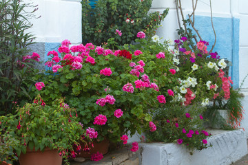 Fototapeta na wymiar Typical flowers in a greek street (samos Island, Greece)