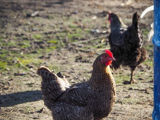 Chickens on the farm