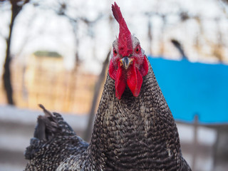 Cock look ahead © Taras
