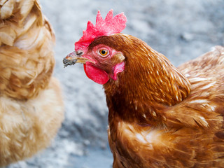 Hen on the farm closeup