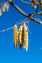 Seed pods hanging from a tree, on a sunny winters day in Utah