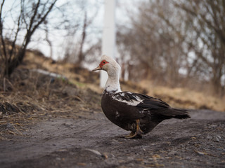 Muscle duck on the ground