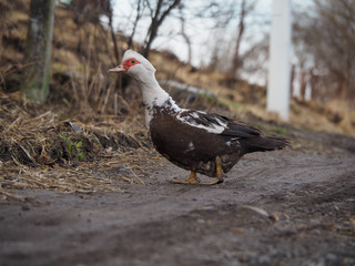 Muscus duck goes along the path
