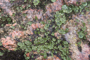 granite stone texture selective focus