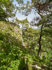 Pines and oak grow on a steep slope of a rock, below which is a valley and green forest.