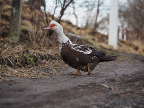 Muscus duck goes along the path
