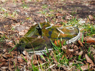 Old sneakers, covered with moss