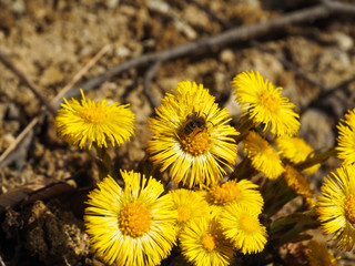 The bee pollinates the mother-and-stepmother's flowers