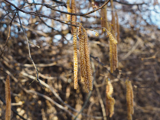 Catkins of funduk