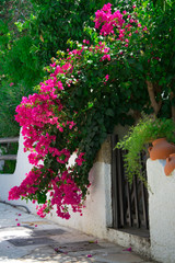 Bougainvillaea blooming bush with white and pink flowers on a stone white fence in summer