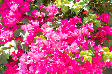 Bougainvillaea blooming bush with white and pink flowers, summer