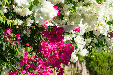 Bougainvillaea blooming bush with white and pink flowers, summer