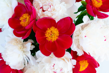 Fresh peony flowers