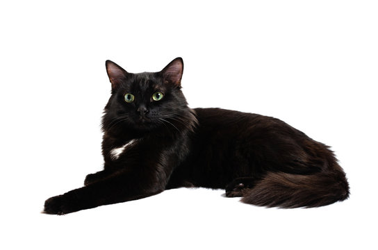 Lying beautiful black cat on a white background.