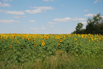 sunflowers