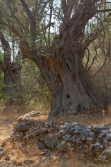 Ancient centuries-old olive trees in Samos Island, Greece