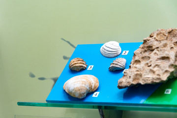 The remains in the museum, various fossils, elephants, mollusks, ancient animals.
