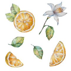 Citrus. Set of fruit. 