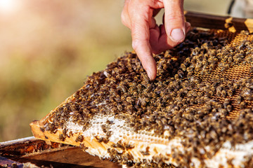 Beekeeper showing the honeycomb in the frame. Beekeeper at work. Frames of a bee hive. Apiary concept