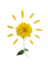 sun made of yellow flower isolated