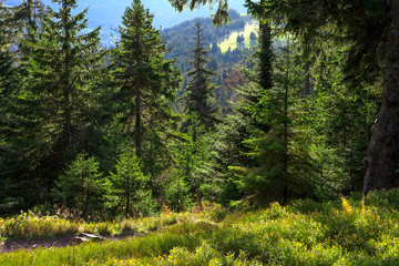 Schwarzwald_0799