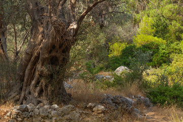 Ancient centuries-old olive trees in Samos Island, Greece