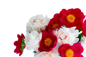 Fresh peony flowers