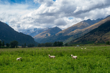 Fototapeta na wymiar sheep in mountains