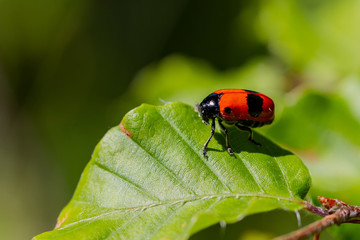 Insect