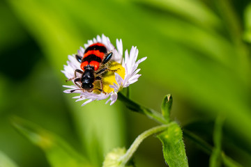 Insect