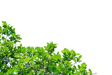 Obraz premium Top view tropical tree leaves with branches and sunlight on white isolated background for green foliage backdrop 
