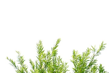 Tropical plant leaves with branches on white isolated background for green foliage backdrop 