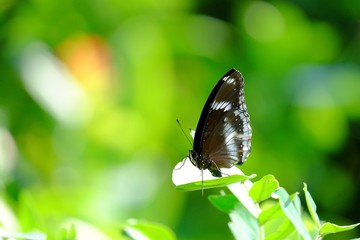 Fototapeta na wymiar A single black tropical butterfly sitting on a leaf at the park with sun light and green nature background 
