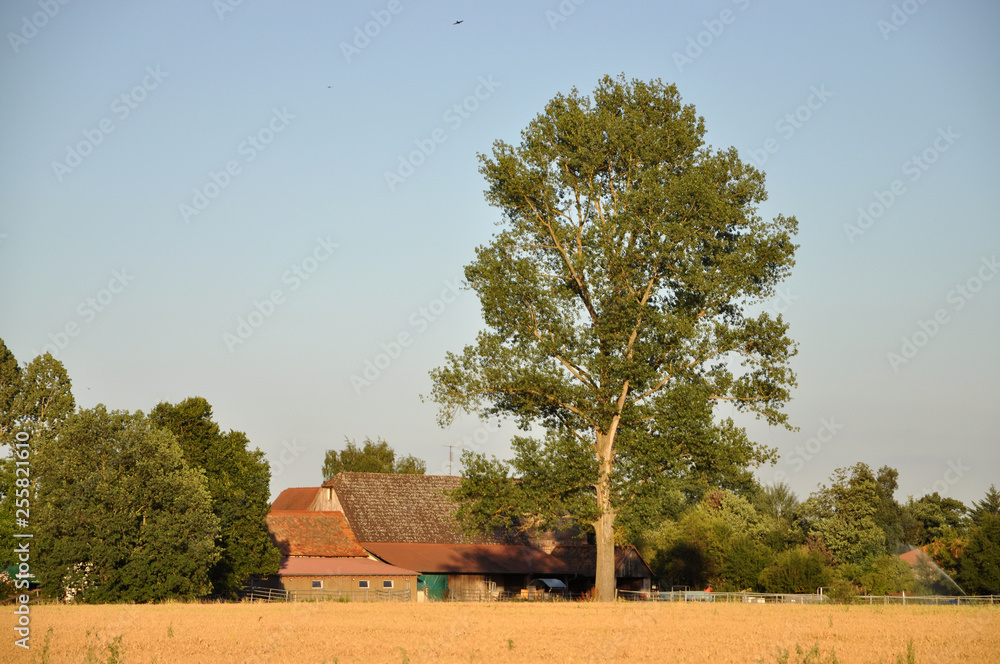 Wall mural feld mit bauernhäusern